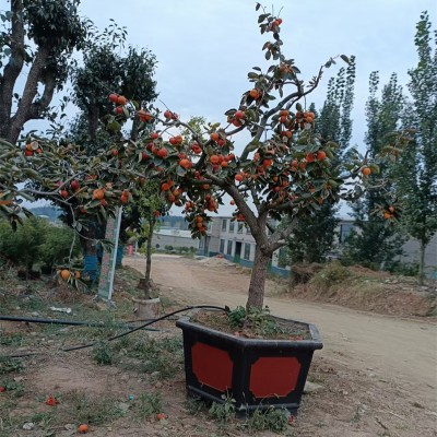 北京果樹批發基地大盤點