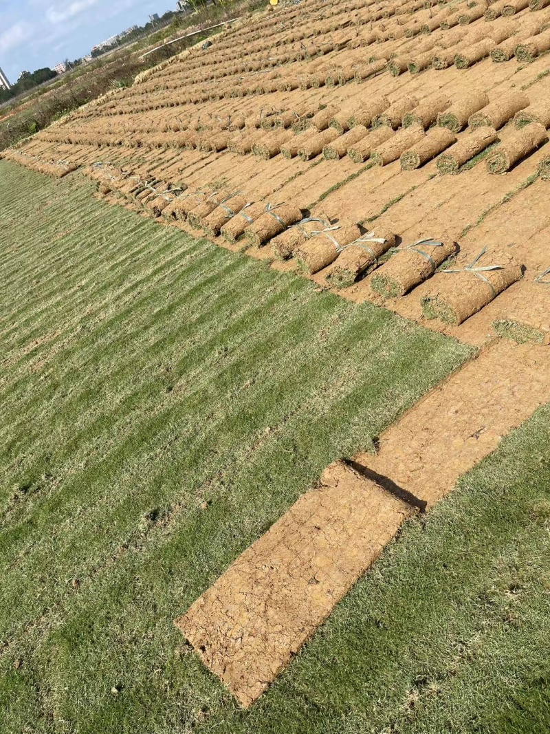 海口草皮基地 綠化草皮能使環(huán)境美化-- 海南綠化草皮基地直銷