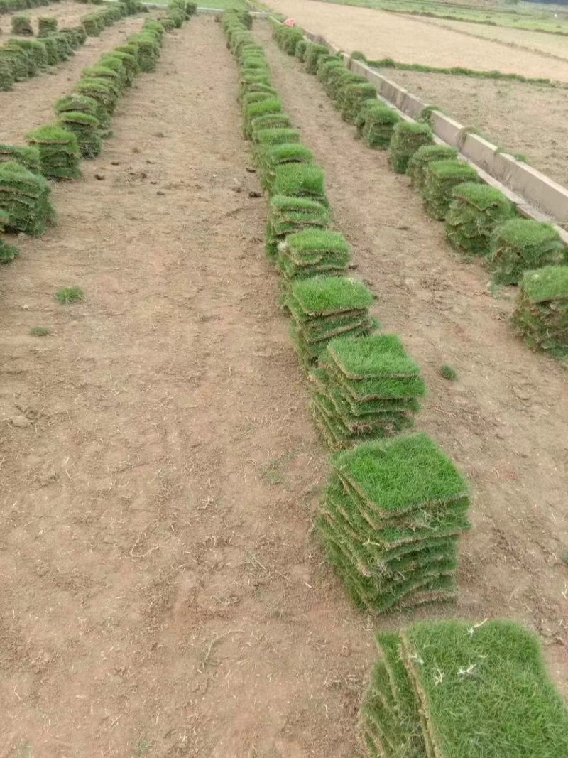 海南草皮的養護管理-- 海南綠化草皮基地直銷