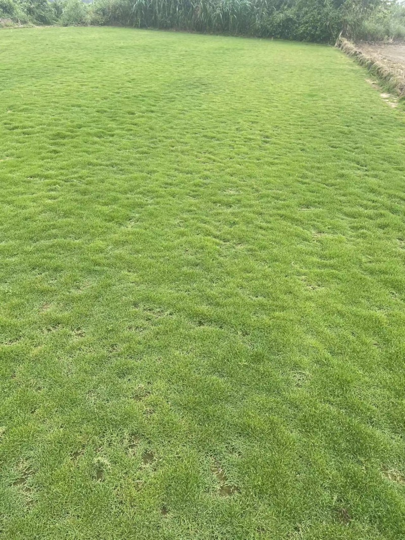 海口草皮基地批發  綠化草皮適用于哪些環境-- 海南綠化草皮基地直銷