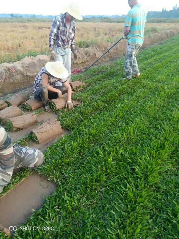 海南大葉油草皮的種植方法與養護要點：-- 海南綠化草皮基地直銷