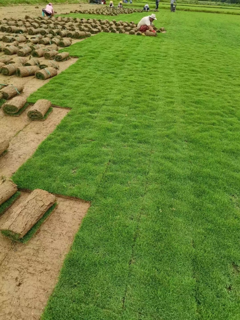 海南臺灣草皮基地  綠化臺灣草皮的優點-- 海南綠化草皮基地直銷