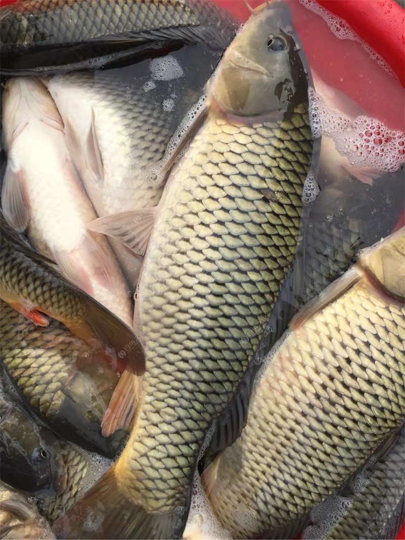 北京鯉魚魚苗養殖技術注意事項-- 北京小湯山鎮魚苗養殖場