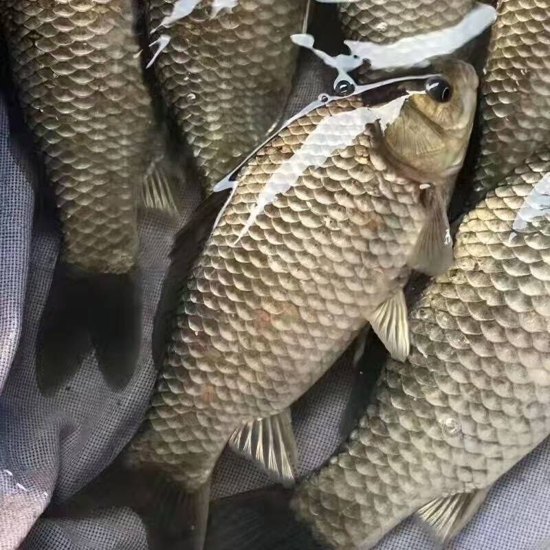 北京淡水鱸魚養殖成本有哪些-- 北京小湯山鎮魚苗養殖場