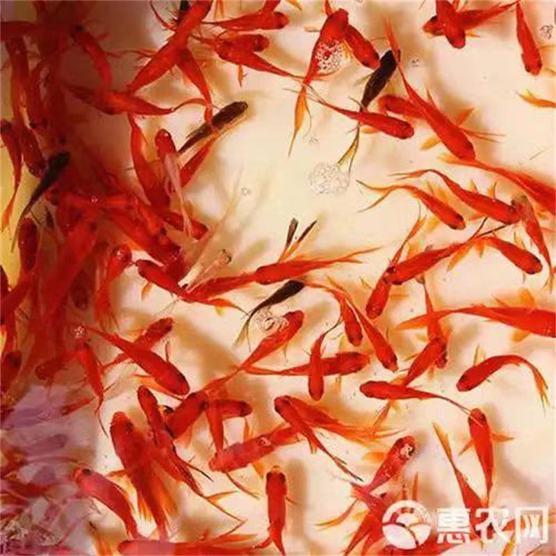 北京魚苗觀賞魚的品種有哪些-- 北京小湯山鎮魚苗養殖場