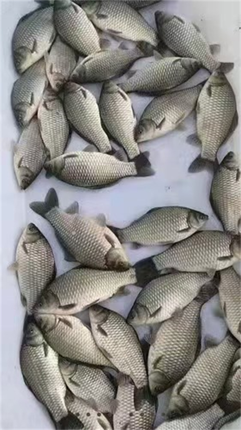 上海鯽魚魚苗養殖方法介紹-- 上海青浦區淀山湖淡水養殖場